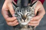 ¿Tu gato es feliz? Toma nota de estos indicios ¿Tu gato es feliz? Toma nota de estos indicios
