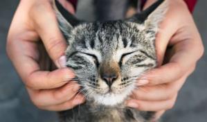 &iquest;Tu gato es feliz? Toma nota de estos indicios