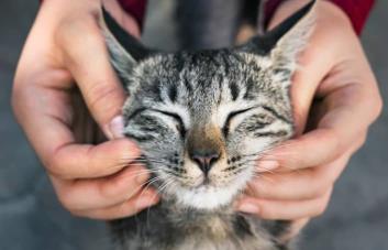 ¿Tu gato es feliz? Toma nota de estos indicios