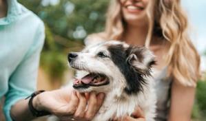 Consejos útiles para cuidar a tu perro mayor