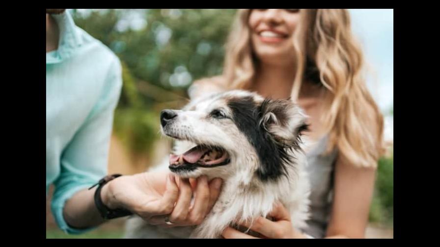 Consejos útiles para cuidar a tu perro mayor