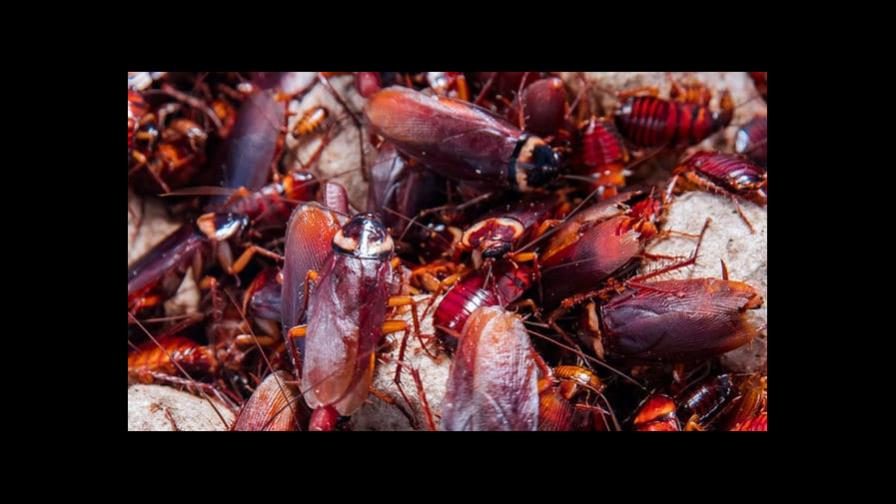 Liberan cucarachas durante una audiencia corte de Nueva York