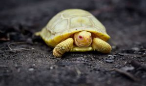 Nace en un zoo la primera tortuga gigante de Galápagos albina vista hasta la fecha