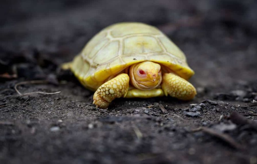 Nace en un zoo la primera tortuga gigante de Galápagos albina vista hasta la fecha