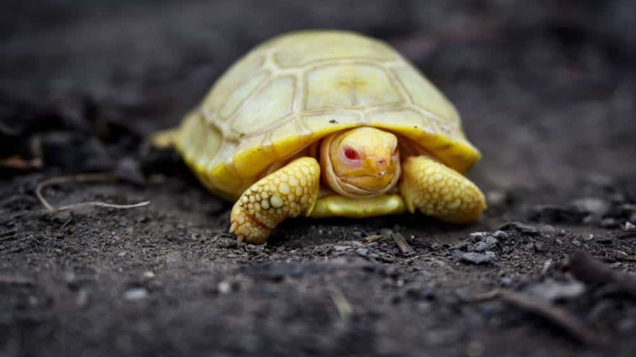Nace en un zoo la primera tortuga gigante de Galápagos albina vista hasta la fecha