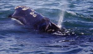 EEUU por anunciar nuevas reglas para proteger a las ballenas