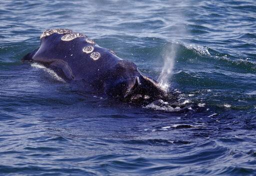 EEUU por anunciar nuevas reglas para proteger a las ballenas