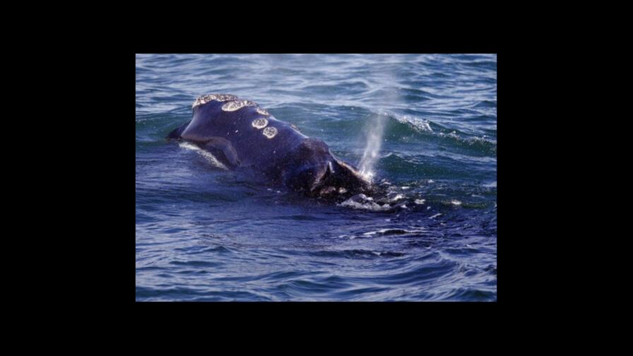 EEUU por anunciar nuevas reglas para proteger a las ballenas