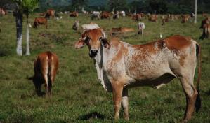 Actividad agropecuaria en RD se contrajo en abril por reducción en la producción pecuaria