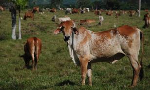 Actividad agropecuaria en RD se contrajo en abril por reducción en la producción pecuaria
