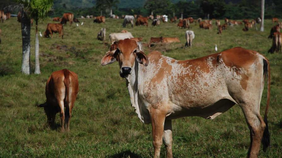 Actividad agropecuaria en RD se contrajo en abril por reducción en la producción pecuaria