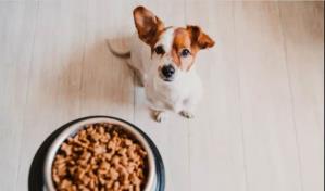 Perro: cuántas veces al día debe comer para estar saludable
