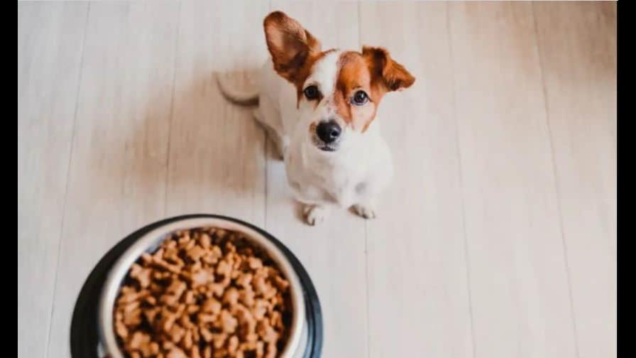 Perro: cuántas veces al día debe comer para estar saludable