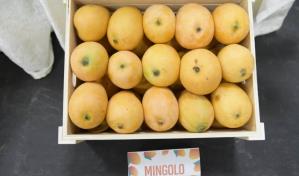 ¿De verdad el mango mingolo es la "joya de la corona" dominicana? ¿De verdad el mango mingolo es la "joya de la corona" dominicana?