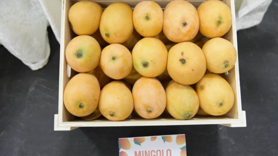 ¿De verdad el mango mingolo es la "joya de la corona" dominicana? ¿De verdad el mango mingolo es la "joya de la corona" dominicana?