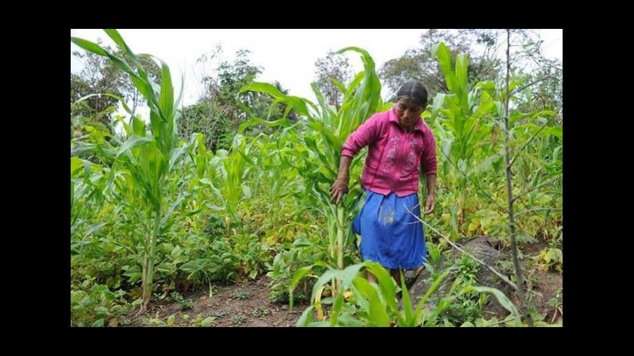 Latinoamérica necesita sistemas alimentarios más sostenibles, según el FIDA