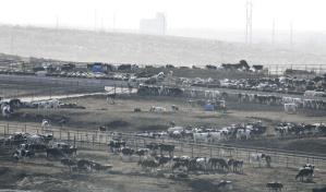 Ola de calor deja 2,000 reses muertas en Kansas