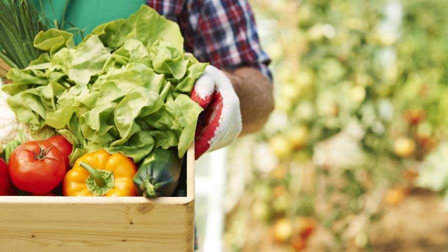 República Dominicana interesada en exportar fruta, ron o puros a través de puerto español