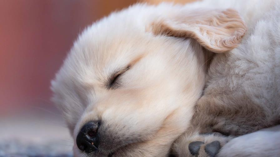 Consejos para que tu cachorro duerma toda la noche Consejos para que tu cachorro duerma toda la noche