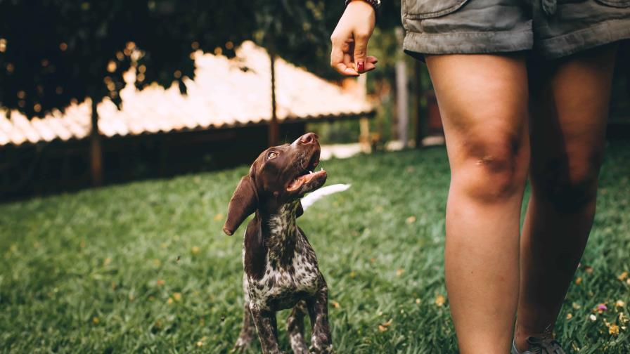 Los perros pueden detectar un cáncer