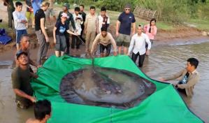 Descubren en Camboya el pez de agua dulce más grande del mundo