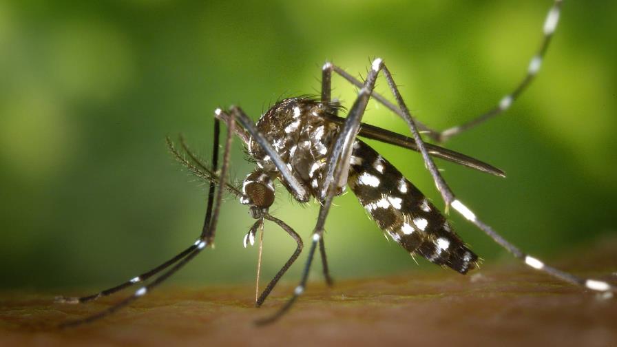 Epidemiología advierte casos de dengue tienden a subir en la segunda mitad del año Epidemiología advierte casos de dengue tienden a subir en la segunda mitad del año