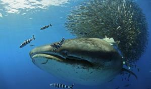 La Isla de los Gigantes, el misterio del pez más grande del mundo