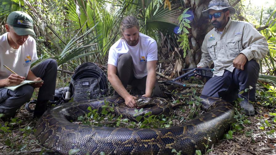 Capturan serpiente pitón de 215 libras y cinco metros de largo en Florida Capturan serpiente pitón de 215 libras y cinco metros de largo en Florida
