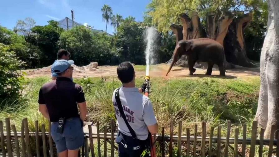 Elefante combate el calor estival de Florida bajo la manguera de los bomberos