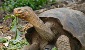Muere uno de los últimos ejemplares de la tortuga sagrada de Hanói