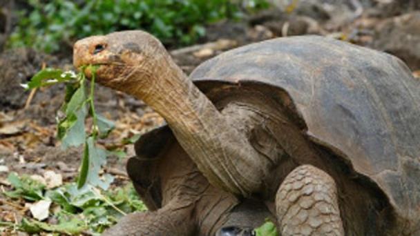 ¿Por qué las tortugas viven tanto? La ciencia desvela algunos secretos