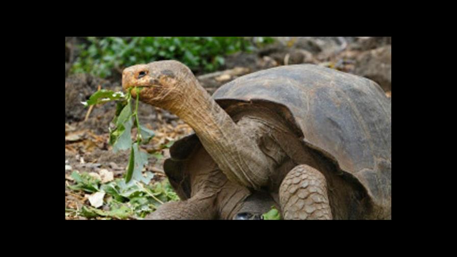 ¿Por qué las tortugas viven tanto? La ciencia desvela algunos secretos ¿Por qué las tortugas viven tanto? La ciencia desvela algunos secretos