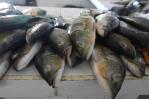 Las aguas turbias de la pesca ilegal salpican el doble asesinato en la Amazonía brasileña Las aguas turbias de la pesca ilegal salpican el doble asesinato en la Amazonía brasileña