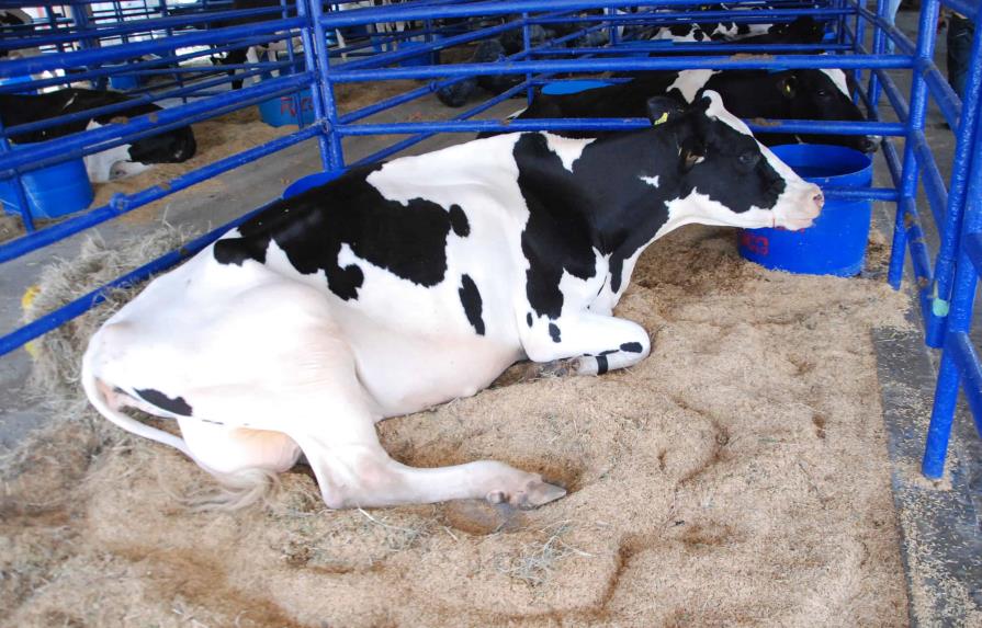 Afinan detalles para que República Dominicana exporte carne bovina a EE.UU.