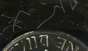 La bacteria más grande del mundo encontrada en el manglar del Caribe