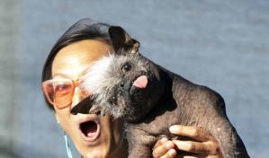 ¿Es tan feo que es bonito? Premian otra vez a los perros más feos
