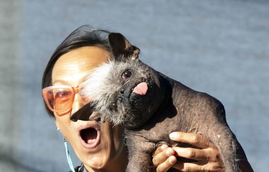 ¿Es tan feo que es bonito? Premian otra vez a los perros más feos