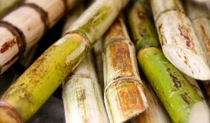 Ecuador sube precio referencial de caña de azúcar por primera vez en 7 años