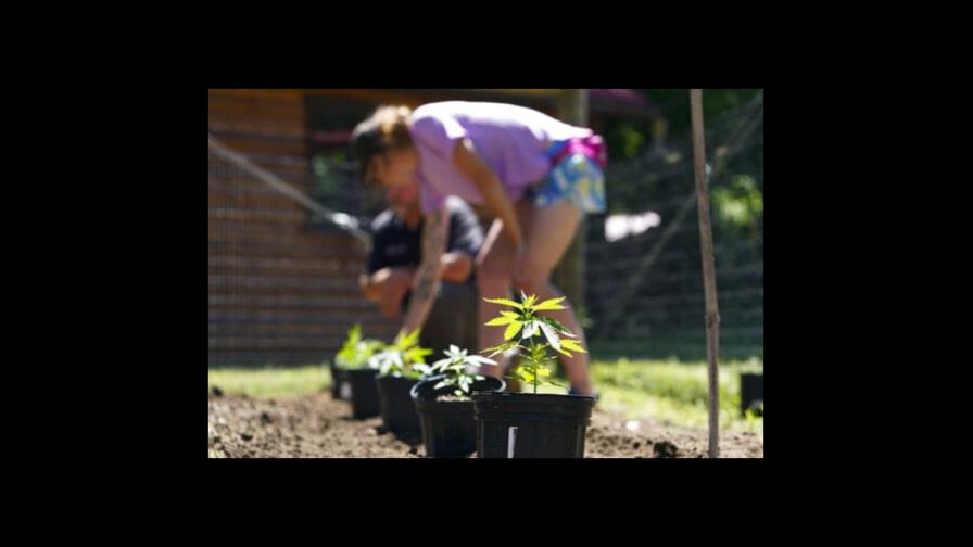 Comienzan a brotar las primeras siembras de marihuana en NY Comienzan a brotar las primeras siembras de marihuana en NY