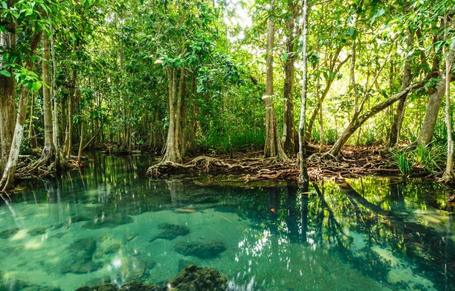 Escudo, el documental que realza la importancia de los manglares del Caribe