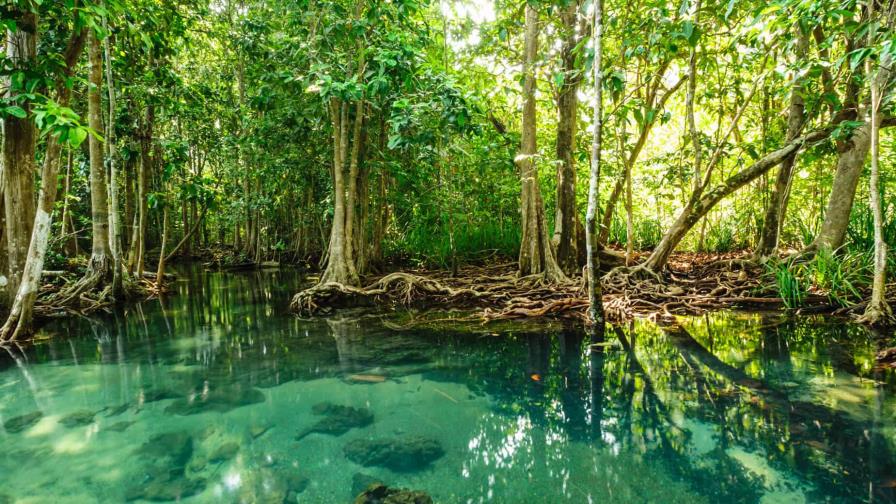 Escudo, el documental que realza la importancia de los manglares del Caribe