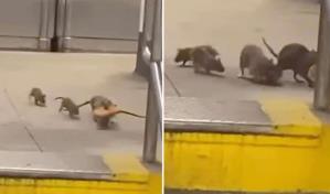 Peligroso veneno para ratas se vende en las calles de Washington Heights: emiten alerta en NY