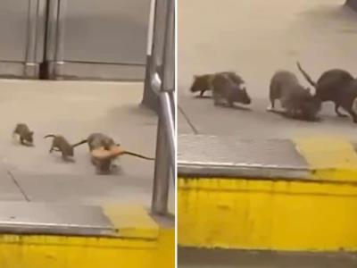 Alarma por veneno para ratas que se vende en Washington Heights