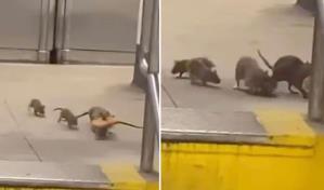 El estrés, eficiente anticonceptivo para reducir población de ratas en Nueva York