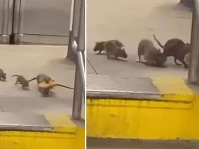 Estrategias de control de plagas contra las ratas en Nueva York