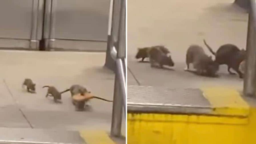 El estrés, eficiente anticonceptivo para reducir población de ratas en Nueva York