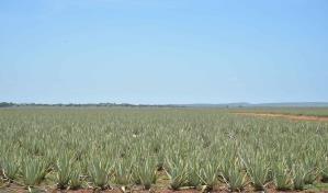 Cinco mil acres de sábila que se cristalizan por el mundo