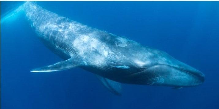 Chile crea parque nacional para proteger las ballenas azules de Corcovado