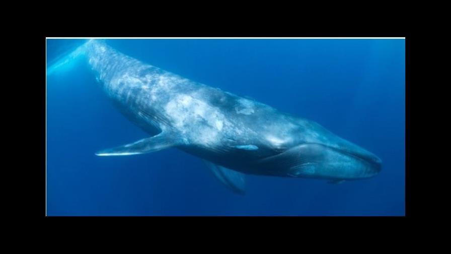 Chile crea parque nacional para proteger las ballenas azules de Corcovado