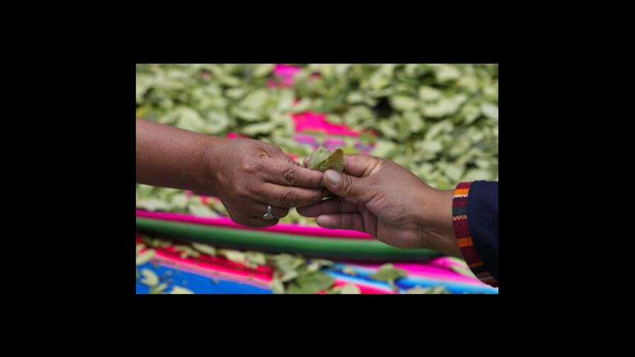 Bolivia hará pasta de dientes con hojas de coca